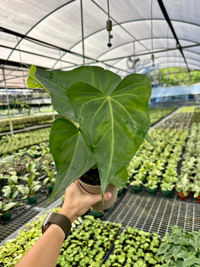 5" Anthurium macrolobium - Canopy Plant Co.