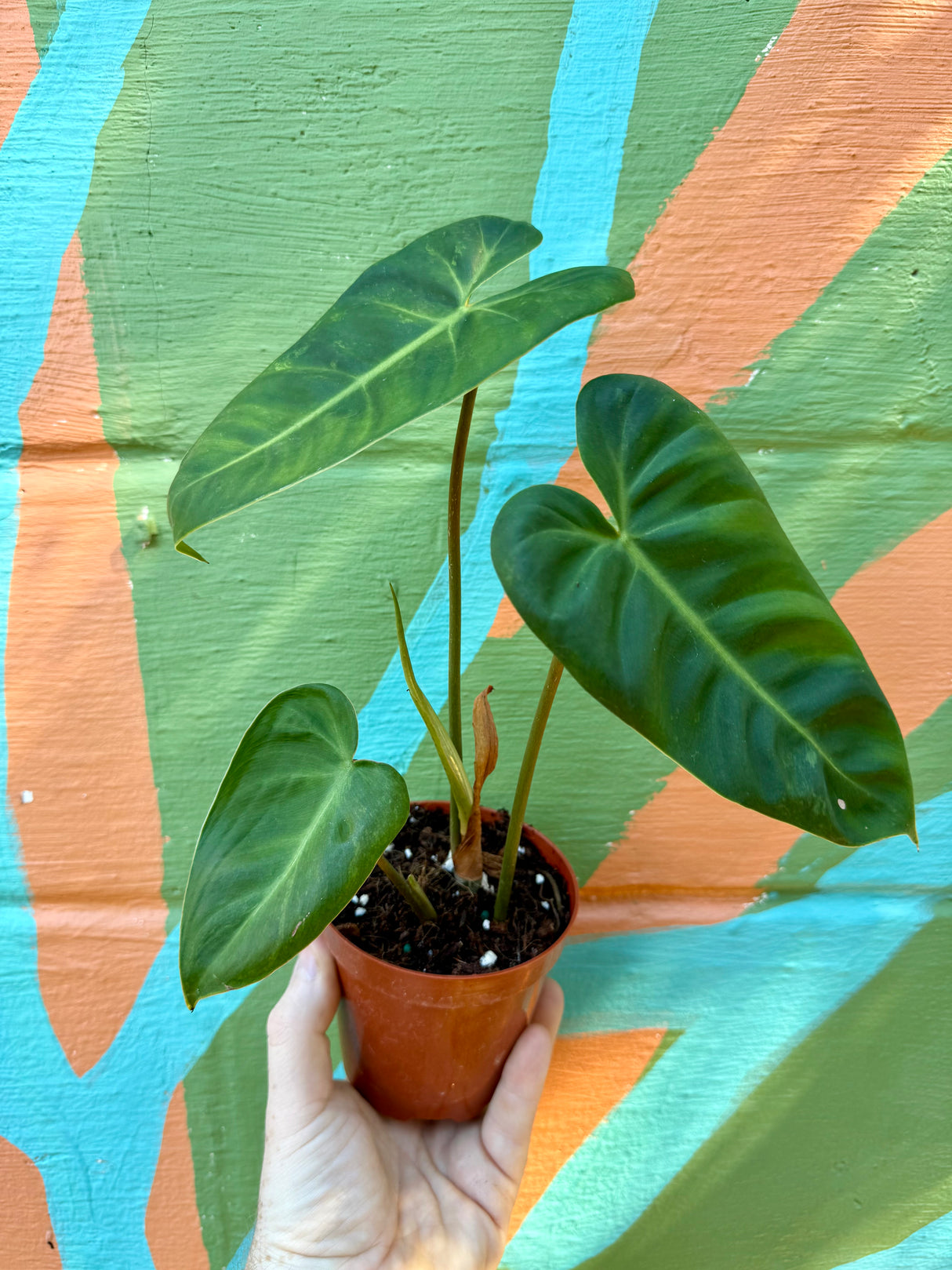 4" Philodendron billietiae x ‘El Choco’