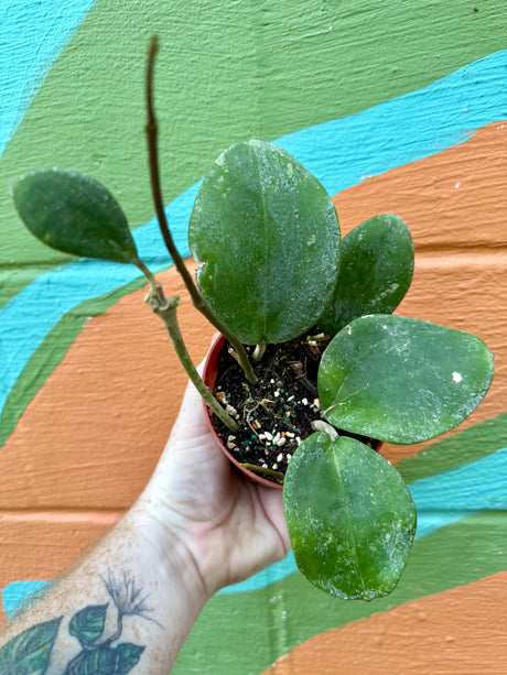 4" Hoya loyceandrewsiana - Canopy Plant Co.