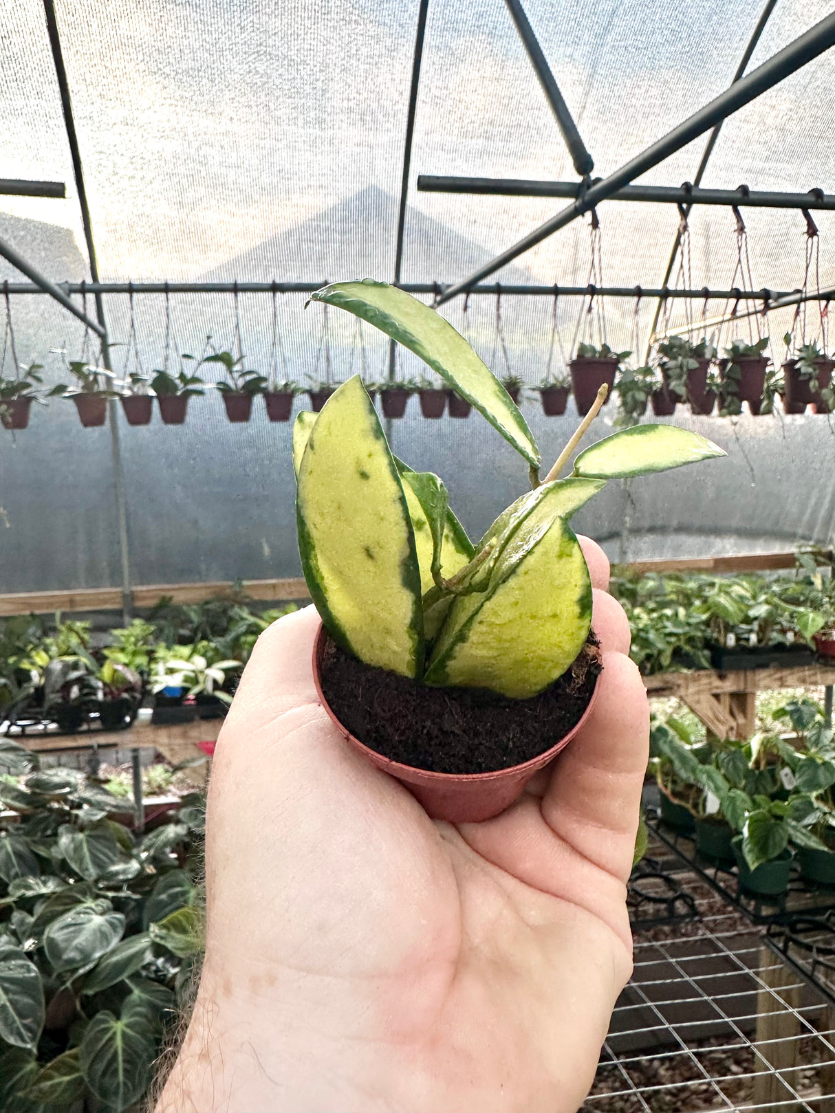 2” Hoya acuta inner variegated