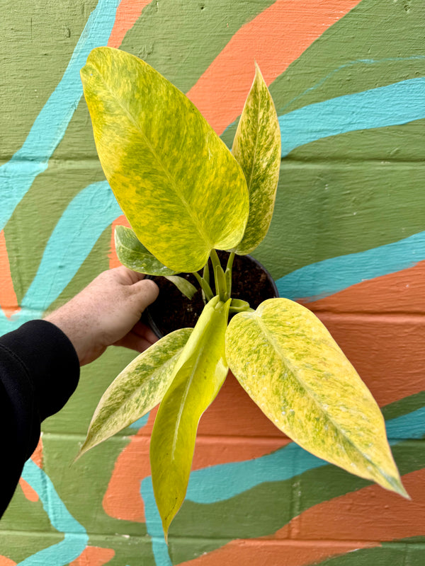 philodendron calkins gold mature 6" Philodendron 'Calkins Gold' – Canopy Plant Co
