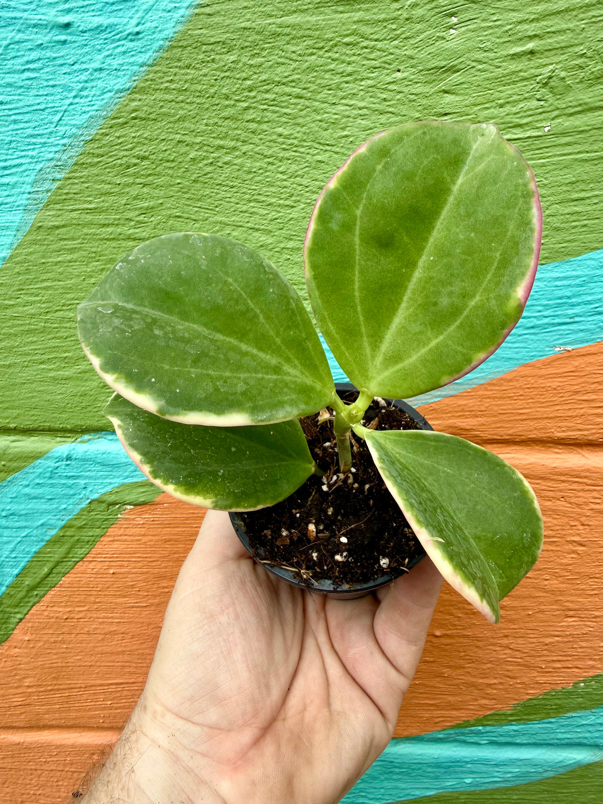 3” Hoya pachyclada outer variegated (starter)
