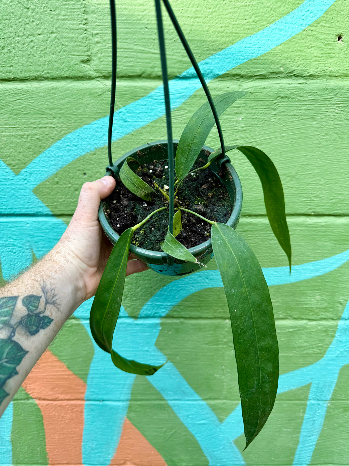 6" Anthurium wendlingeri hanging basket - Canopy Plant Co.