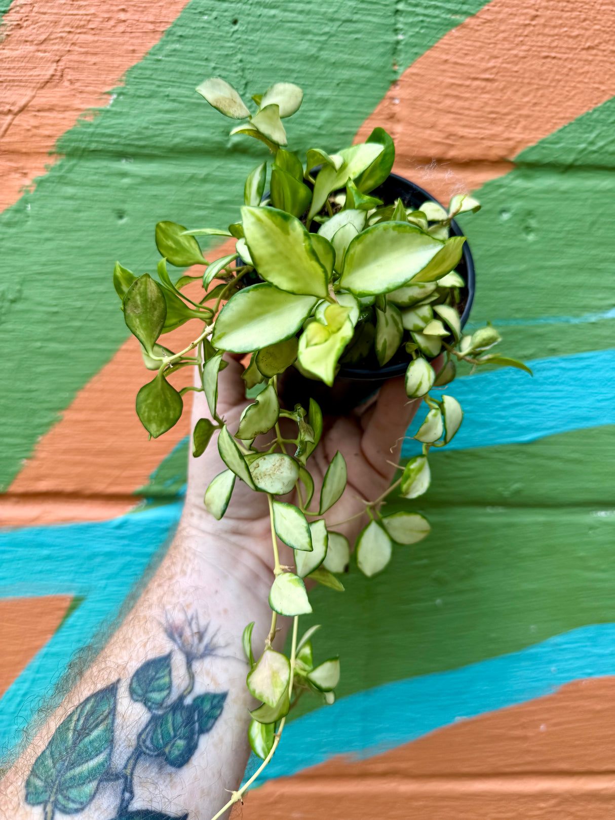 4” Hoya heuschkeliana variegated