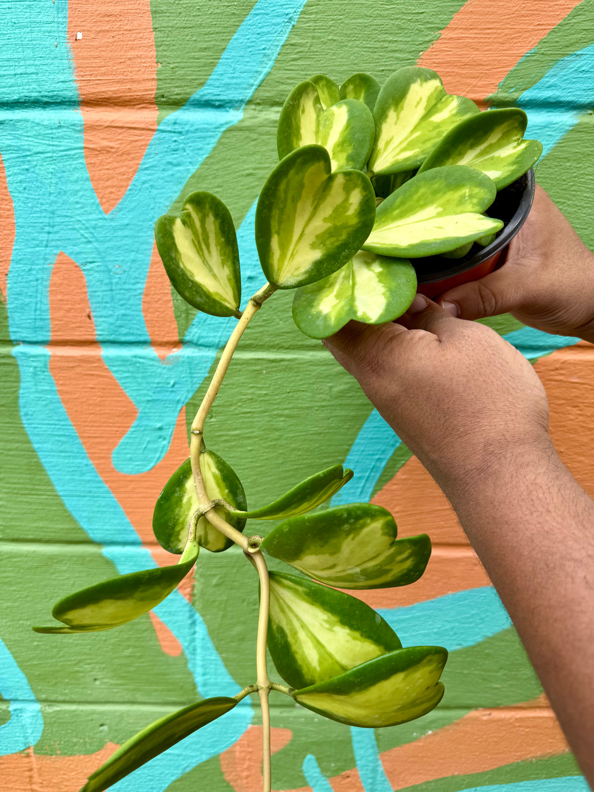 6" Hoya kerrii inner variegated