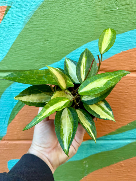 4” Hoya latifolia 'Pot of Gold' - Canopy Plant Co.