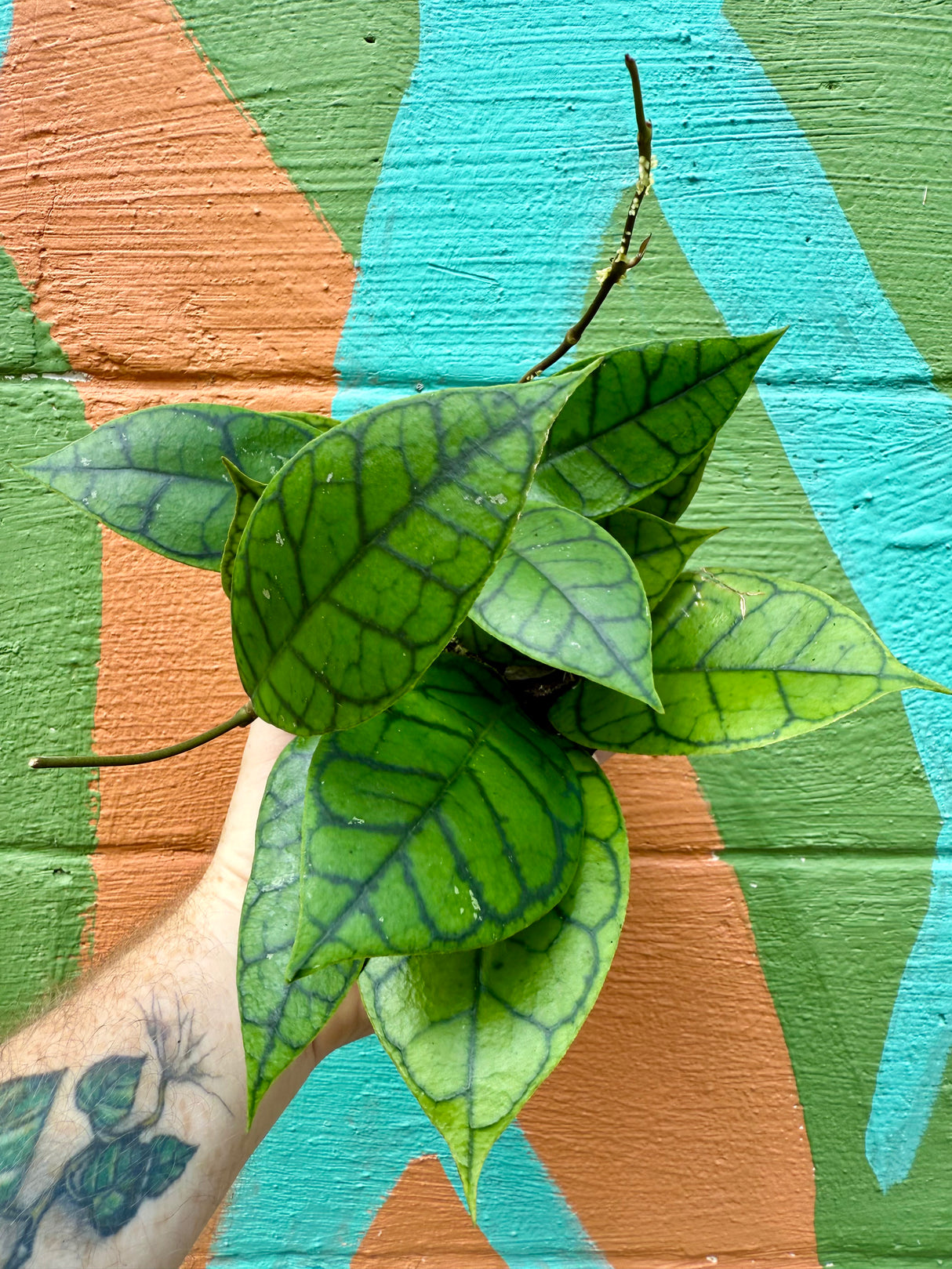 5" Hoya callistophylla 'Black Cat'