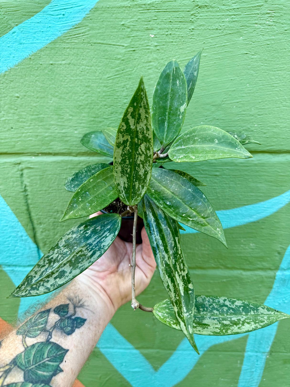 4” Hoya latifolia 'Rangsan'
