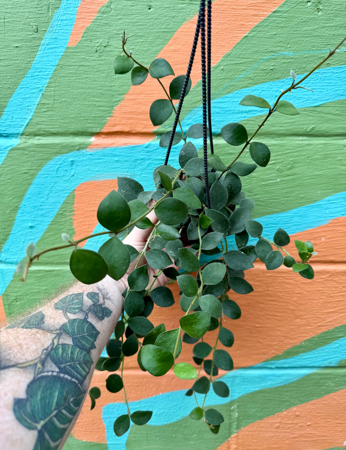 4" Hoya nummularioides hanging basket