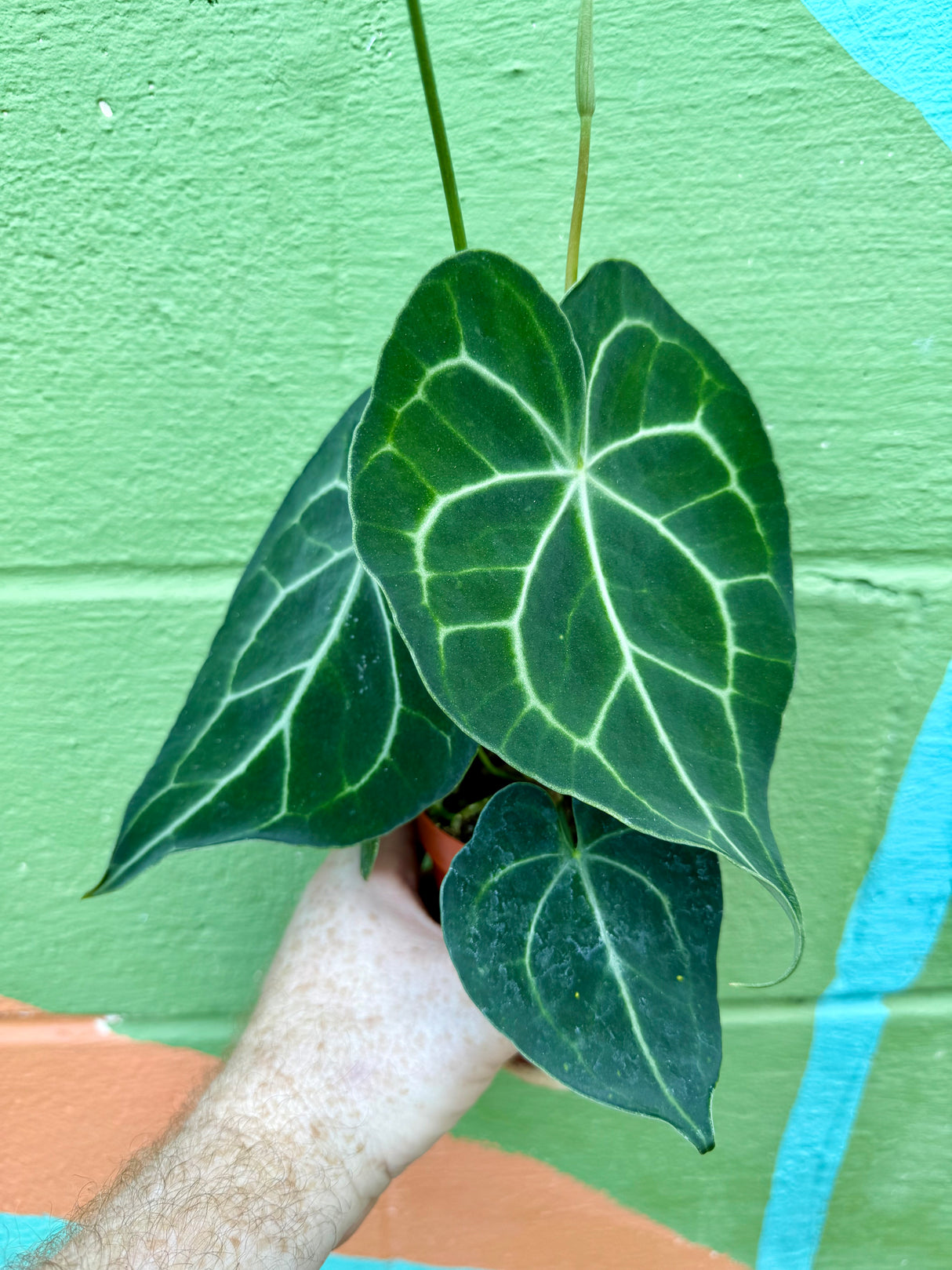 4" Anthurium clarinervium
