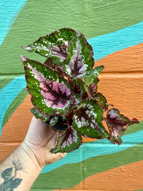 4" Begonia 'Alaska Creek' - Canopy Plant Co.