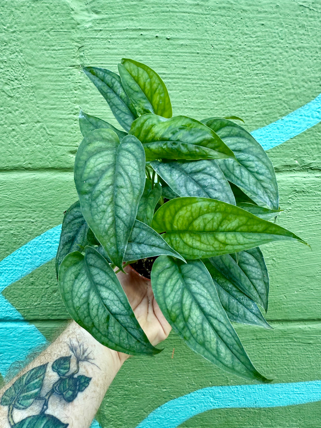 4" Monstera siltepecana