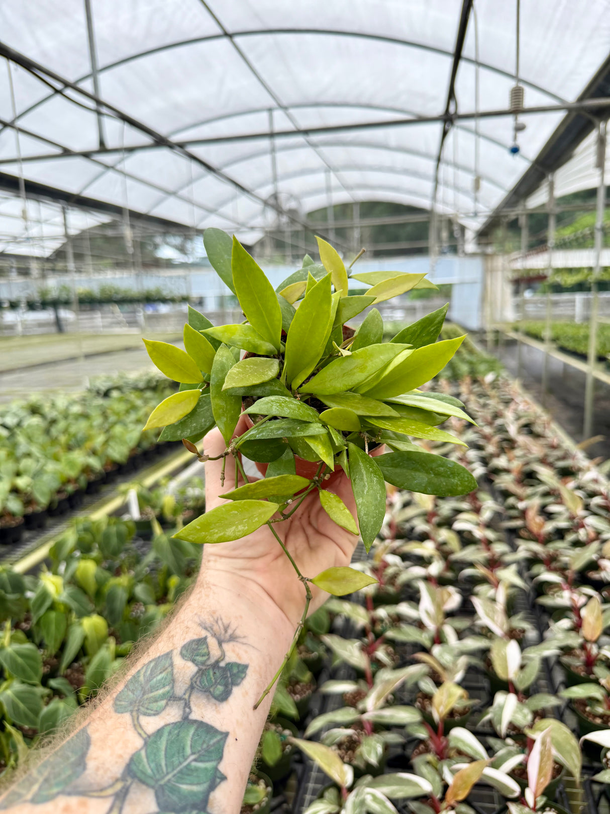 4" Hoya gracilis