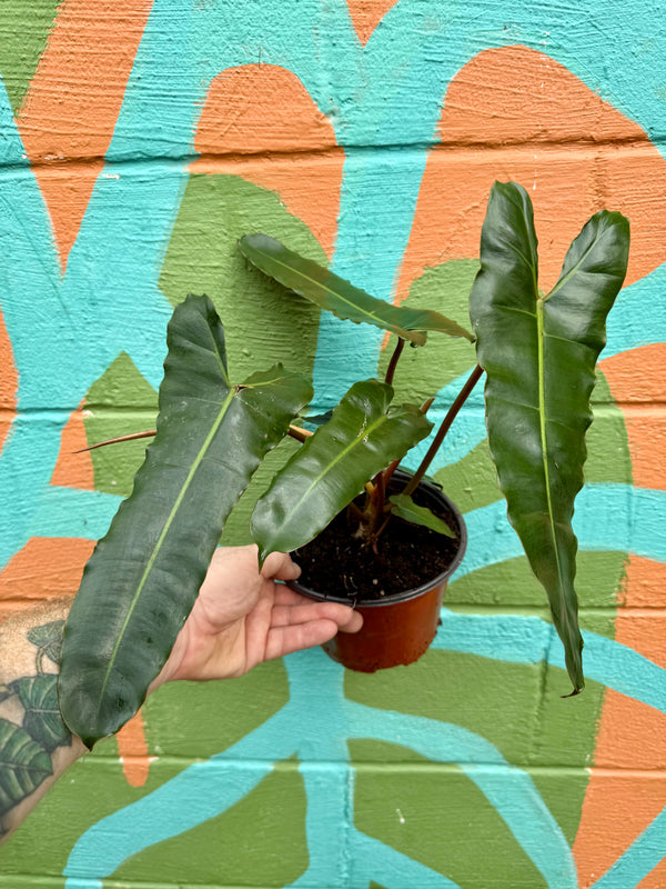 philodendron atabapoense x billie 6” Philodendron billietiae 'Black' – Canopy Plant Co