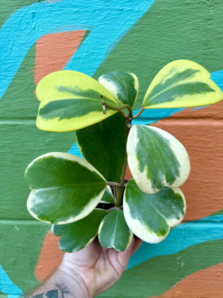 4" Hoya kerrii outer variegated - Canopy Plant Co.