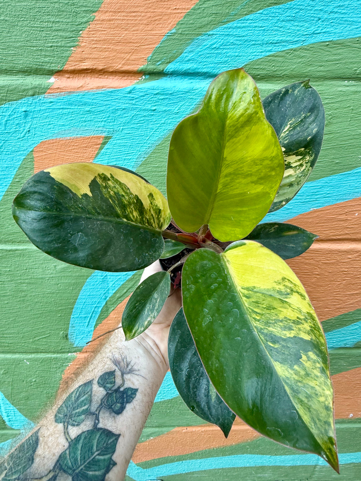 4" Philodendron 'Red Congo' variegated