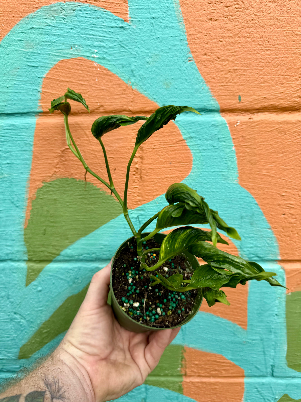 4" Pothos ‘Shangri-La’