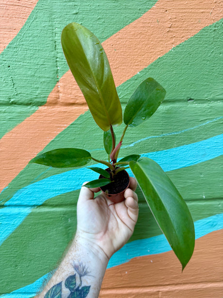 2” Philodendron ‘Florida Bronze’ - Canopy Plant Co.