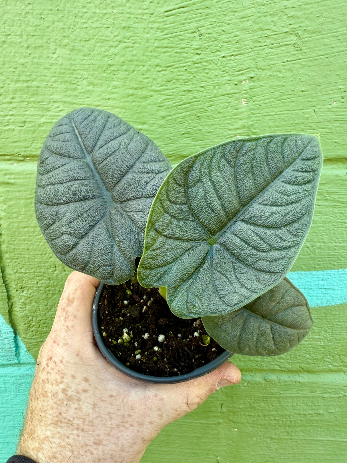 4” Alocasia melo