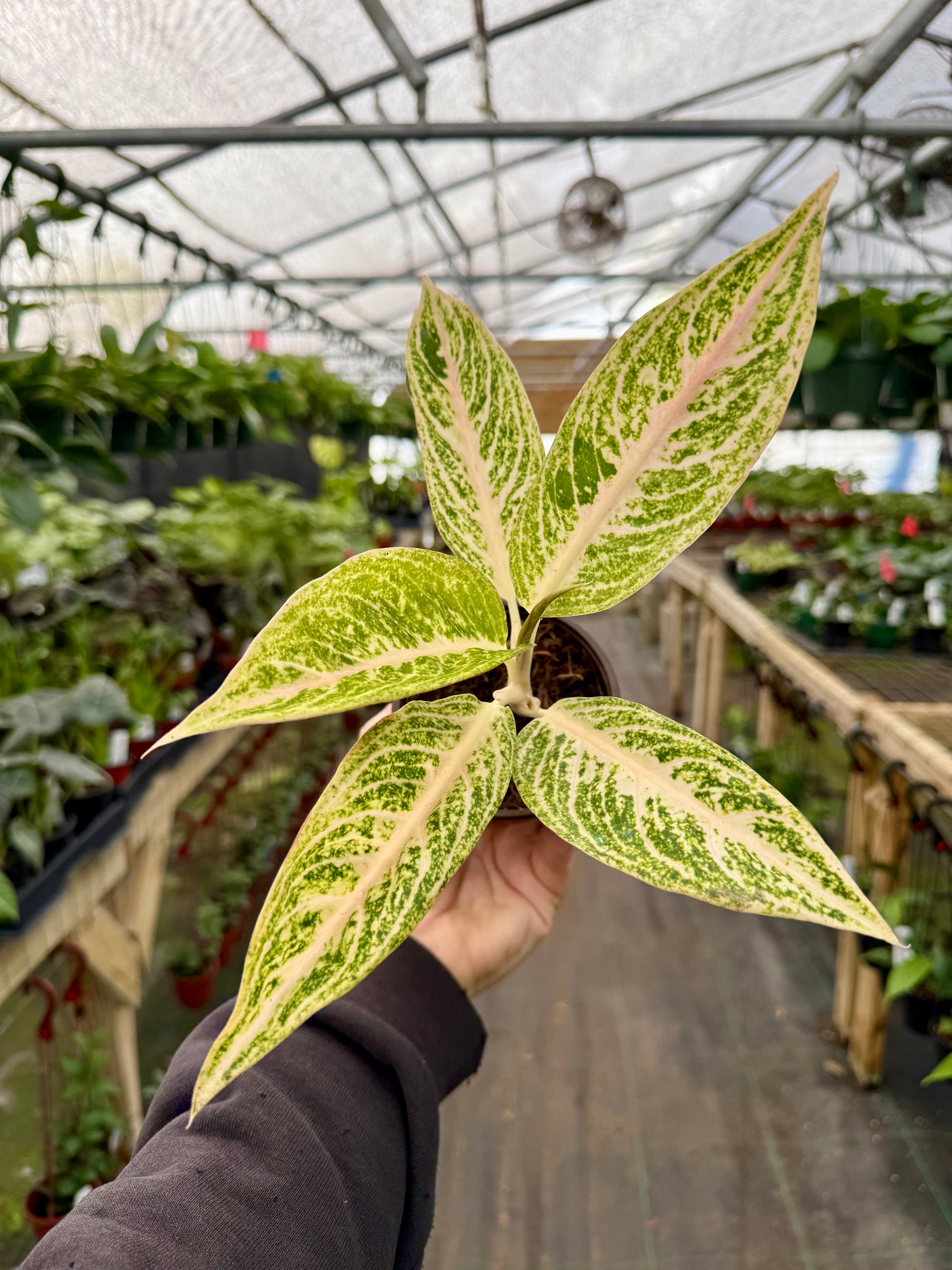 4” Aglaonema 'Kumkoon' – Canopy Plant Co.