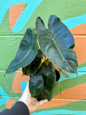 6” Alocasia 'Golden Bone' - Canopy Plant Co.