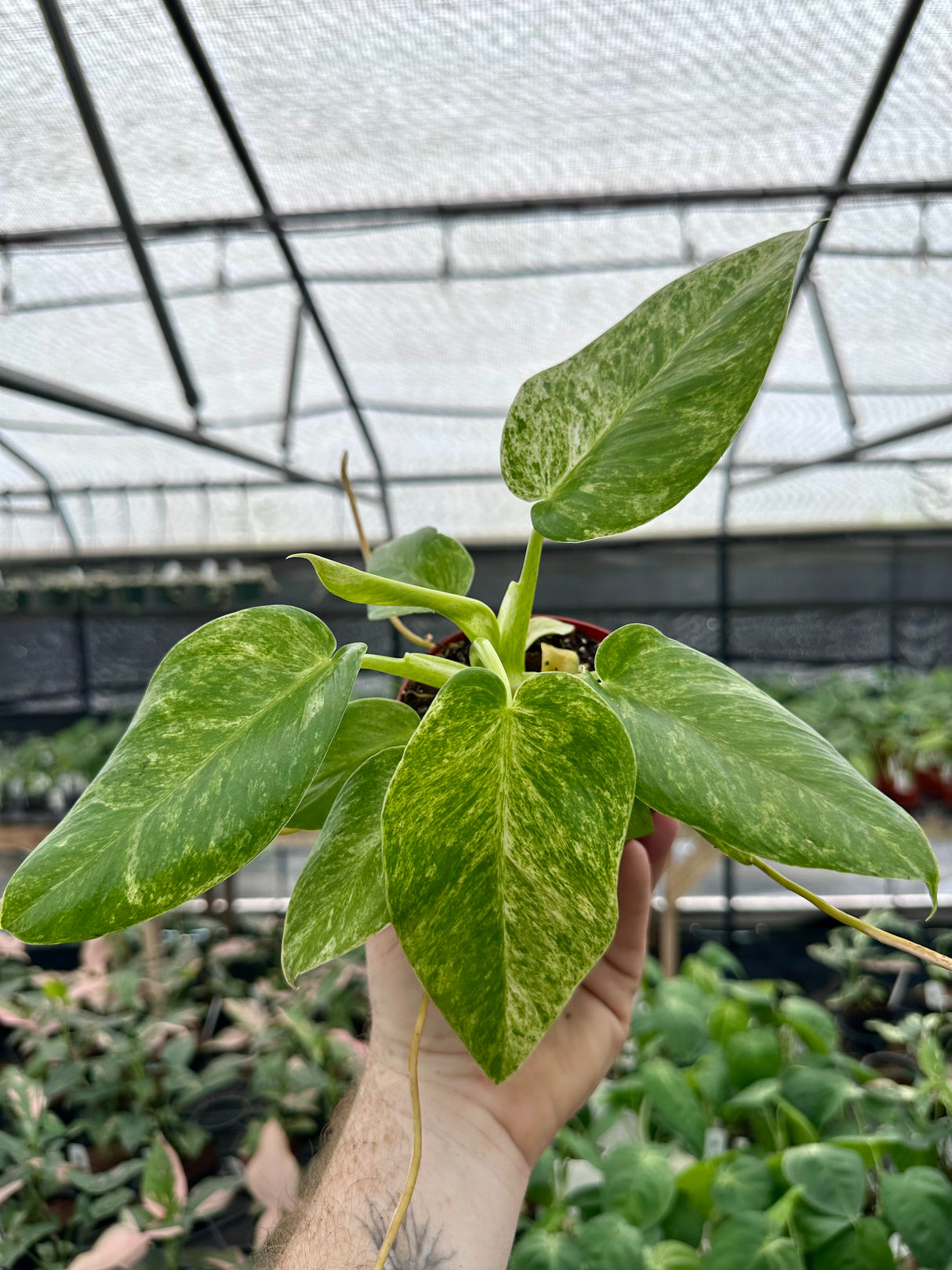 4” Philodendron giganteum variegated 'Blizzard'