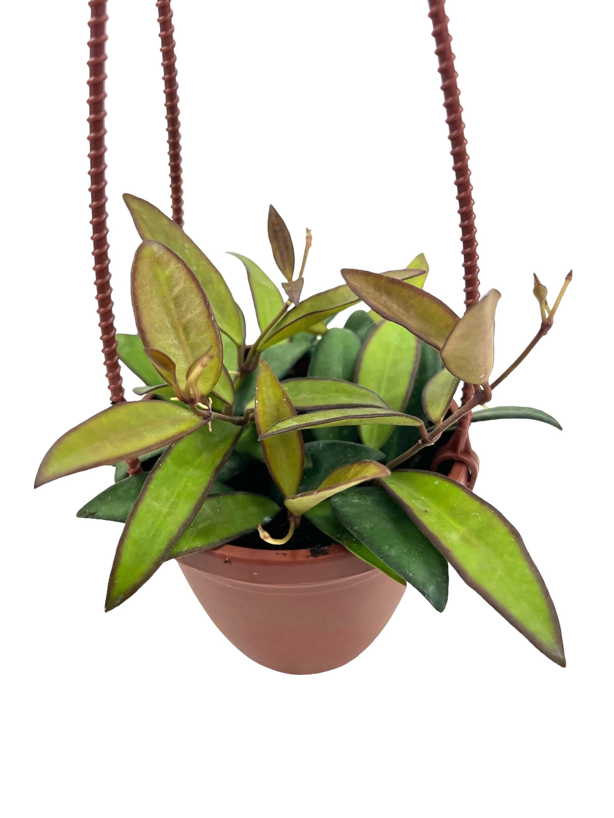 4" Hoya Rosita hanging basket