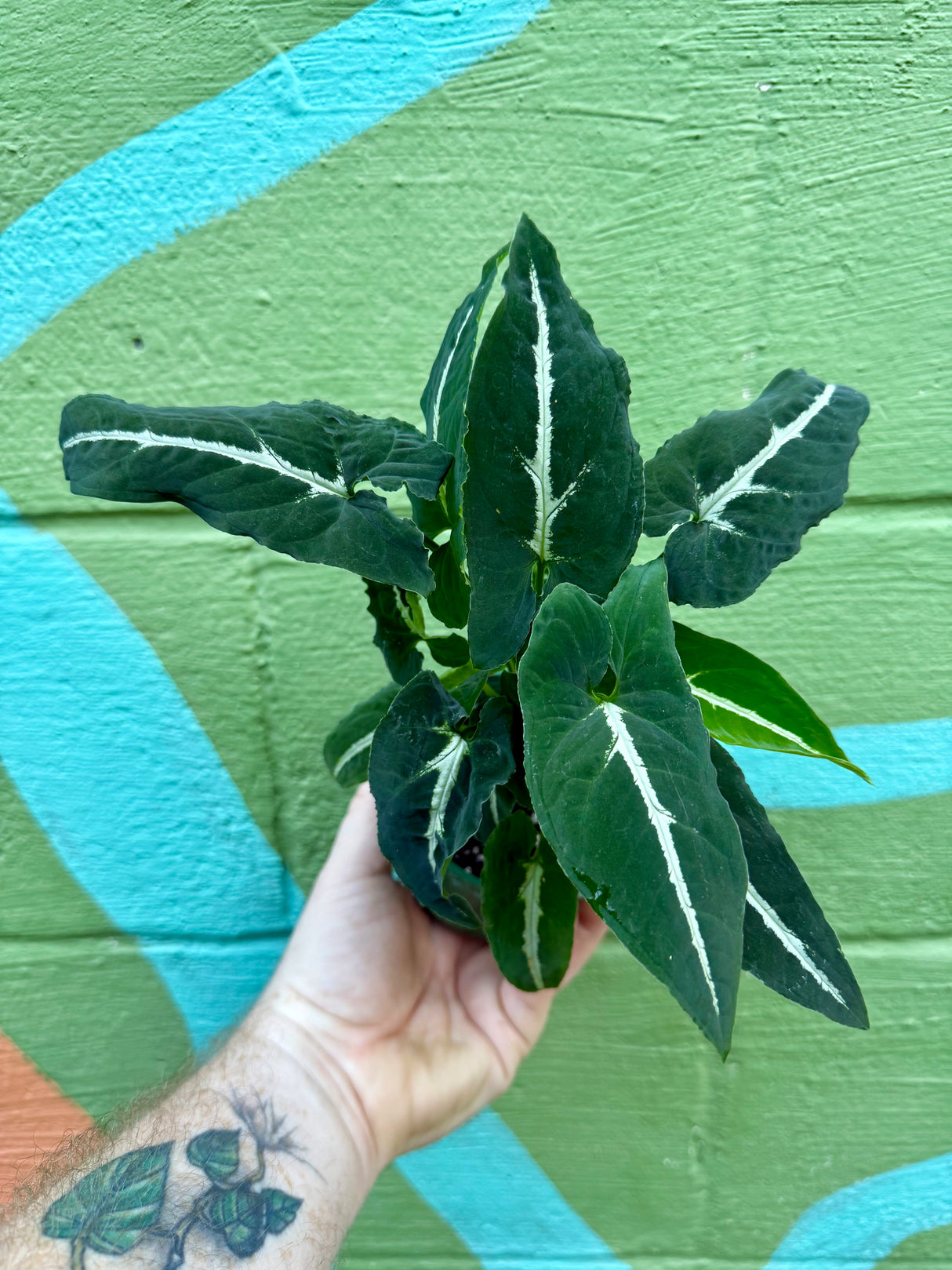 4” Syngonium wendlandii