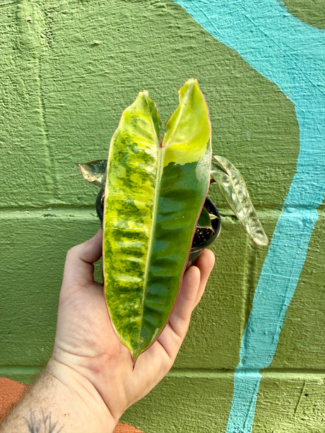 4" Philodendron billietiae variegated - Canopy Plant Co.