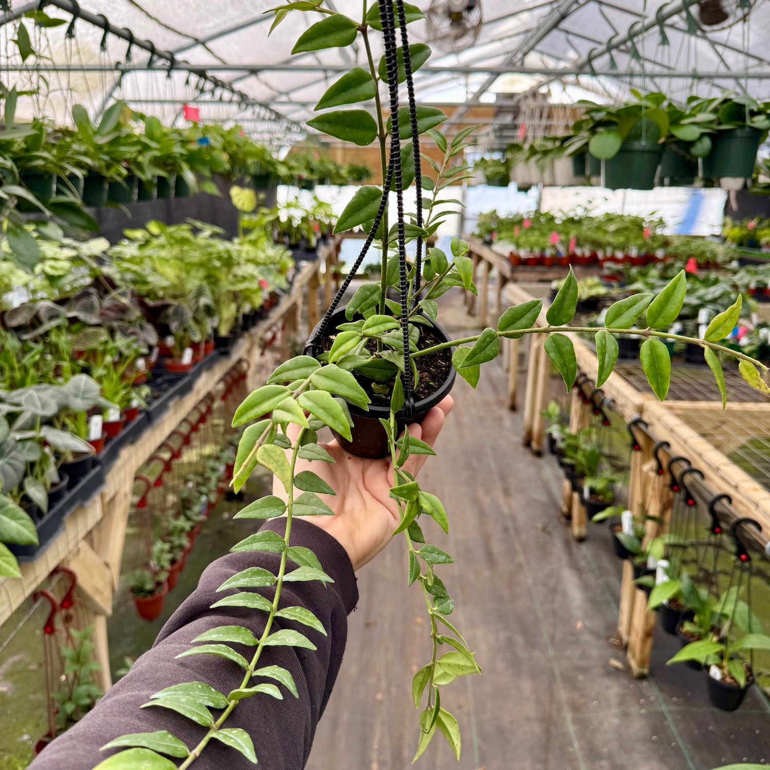 4" Hoya ‘Bella’ hanging basket - Canopy Plant Co.