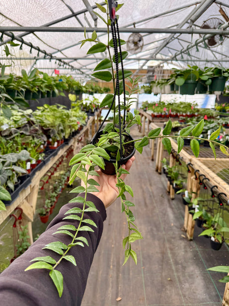 4" Hoya ‘Bella’ hanging basket - Canopy Plant Co.