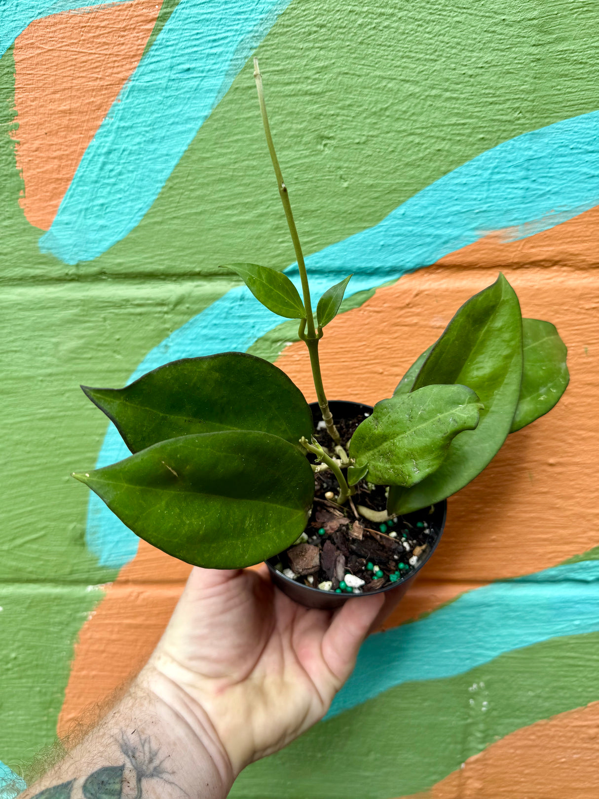 4" Hoya patcharawalai (H. icensis)