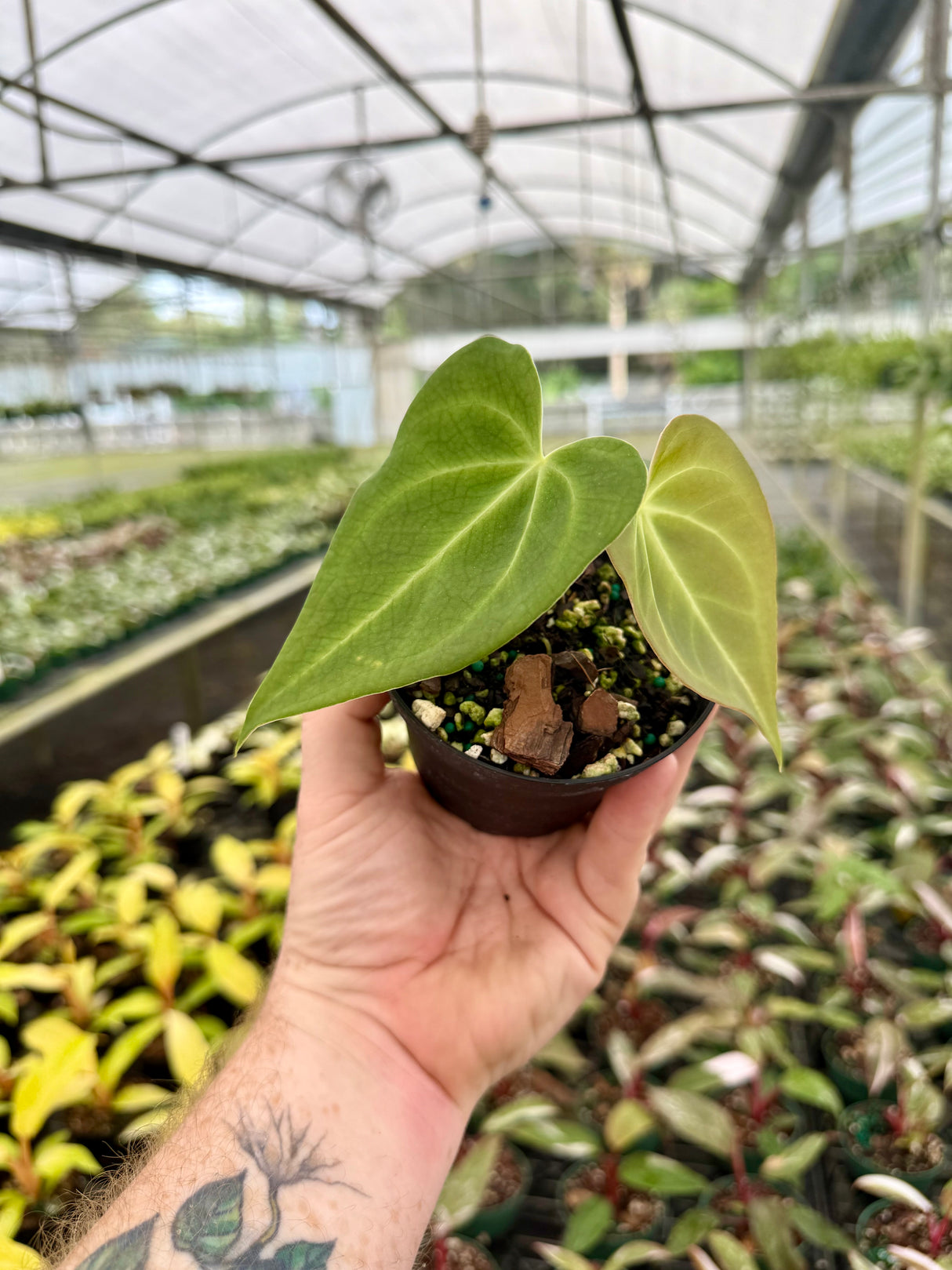 4” Anthurium magnificum
