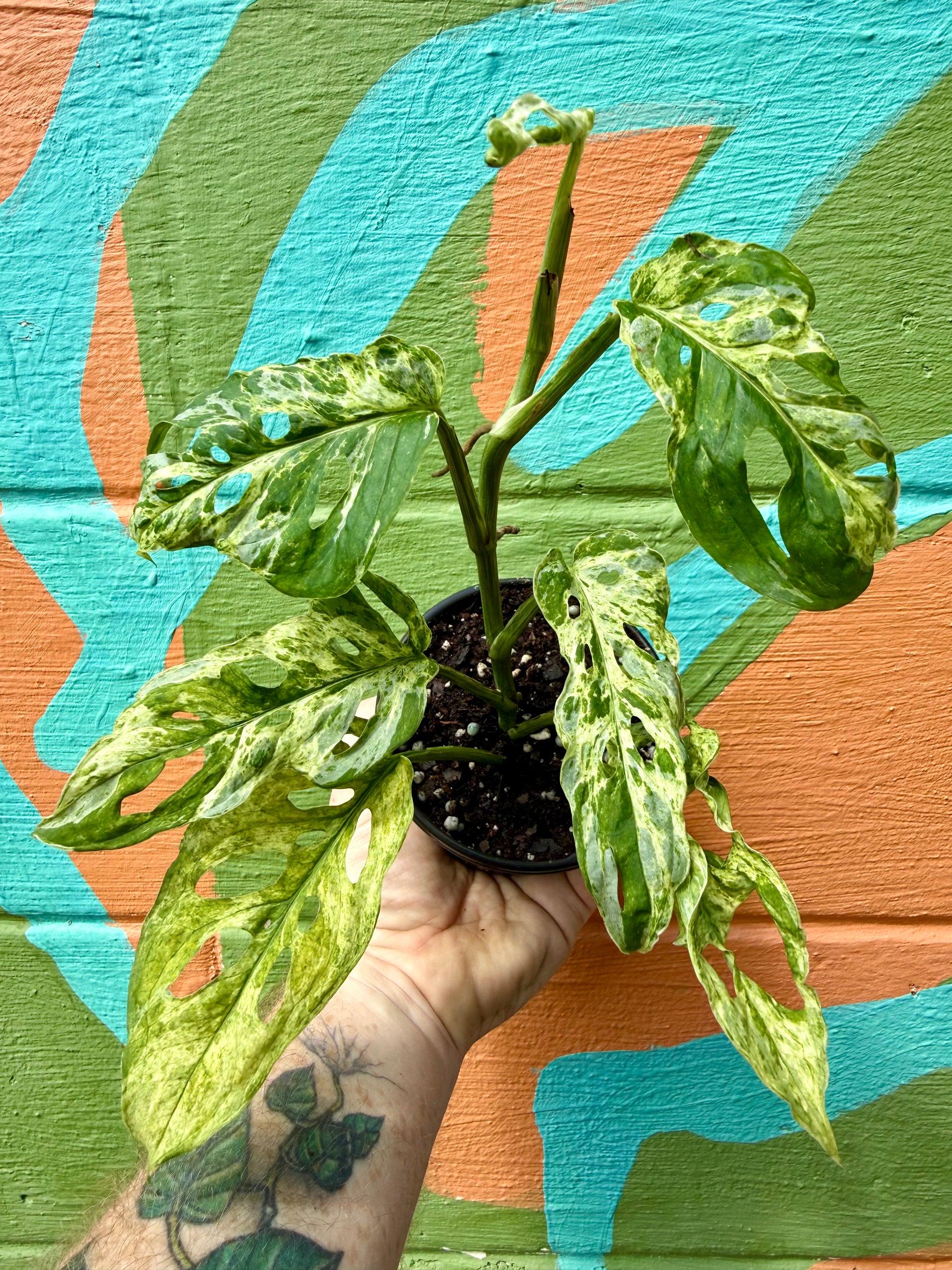 variegated monstera adansonii plant 4” Monstera adansonii variegated (Mottled) – Canopy Plant Co