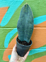 5" Sansevieria 'Whale Fin' - Canopy Plant Co.