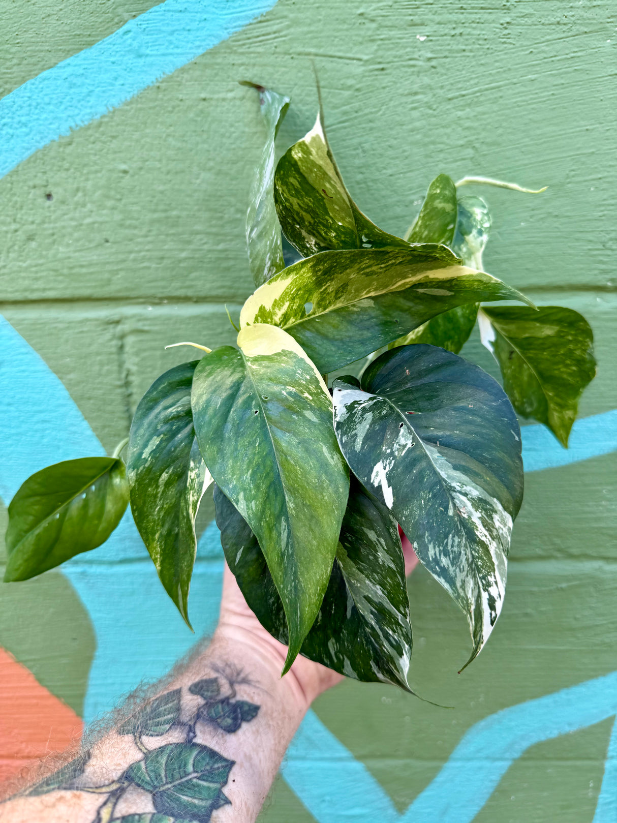 4" Epipremnum pinnatum albo (variegated) - Canopy Plant Co.