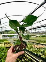 4" Alocasia ‘Stingray’