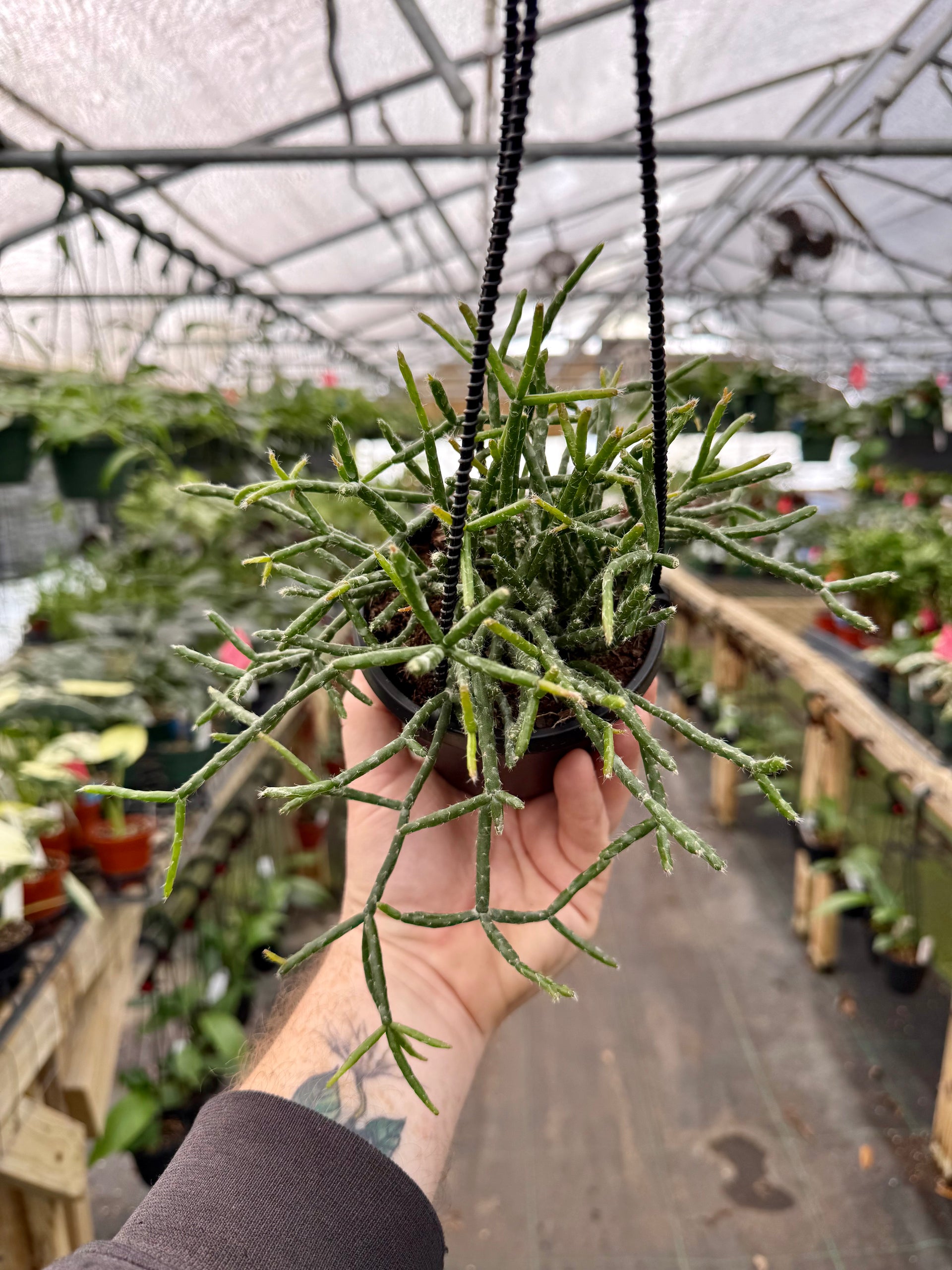 rhipsalis succulent 4" Rhipsalis baccifera hanging basket