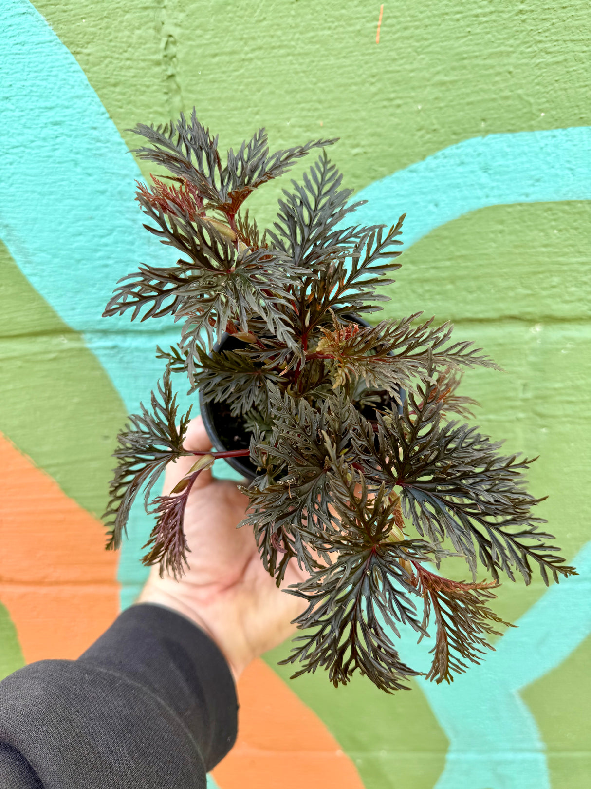 4" Begonia bipinnatifida