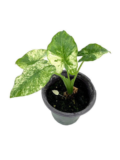 4" Alocasia gageana variegated (albo) - Canopy Plant Co.