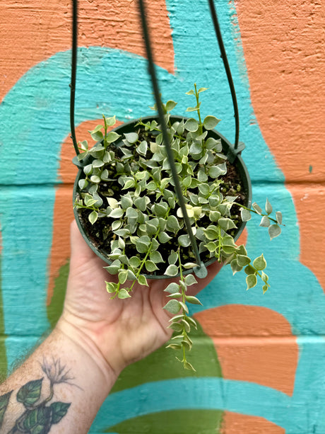 5" Dischidia ‘Million Hearts’ variegated hanging basket - Canopy Plant Co.