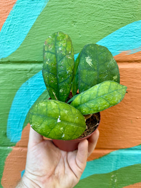 4" Hoya finlaysonii - Canopy Plant Co.