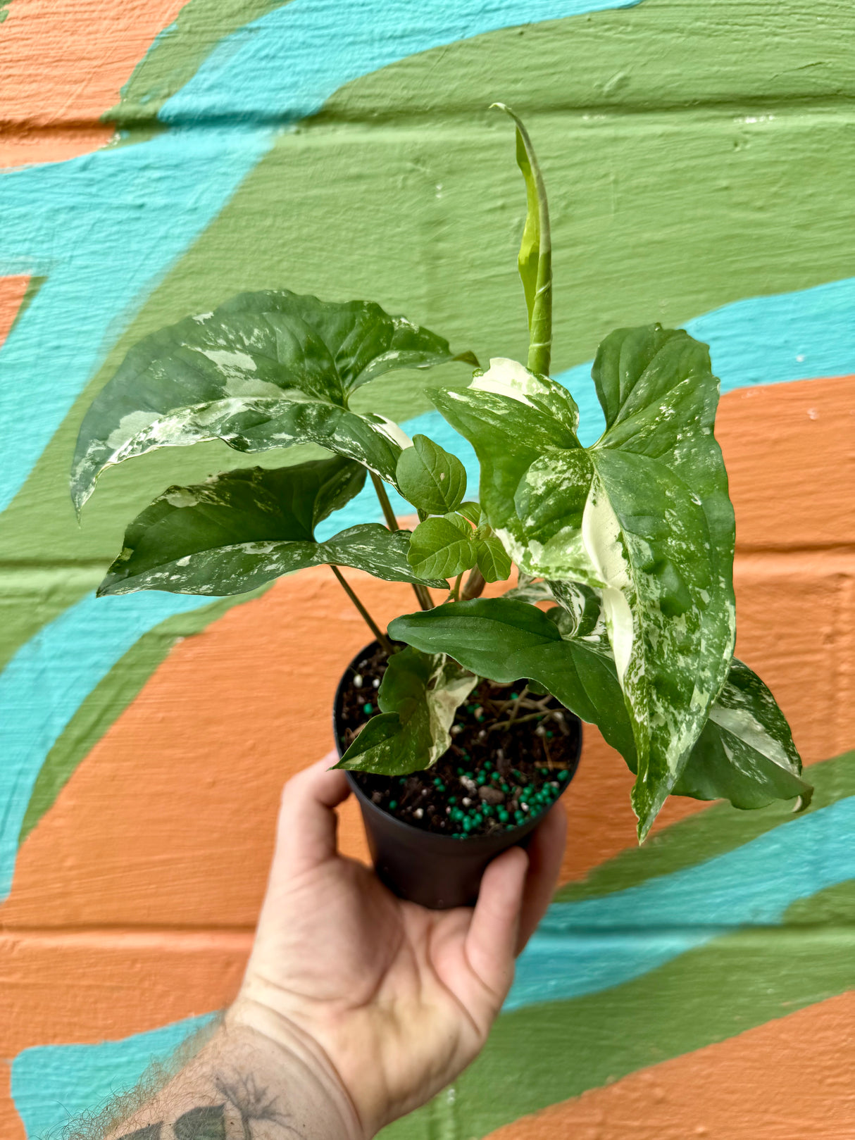 4” Syngonium Albo (white variegated)