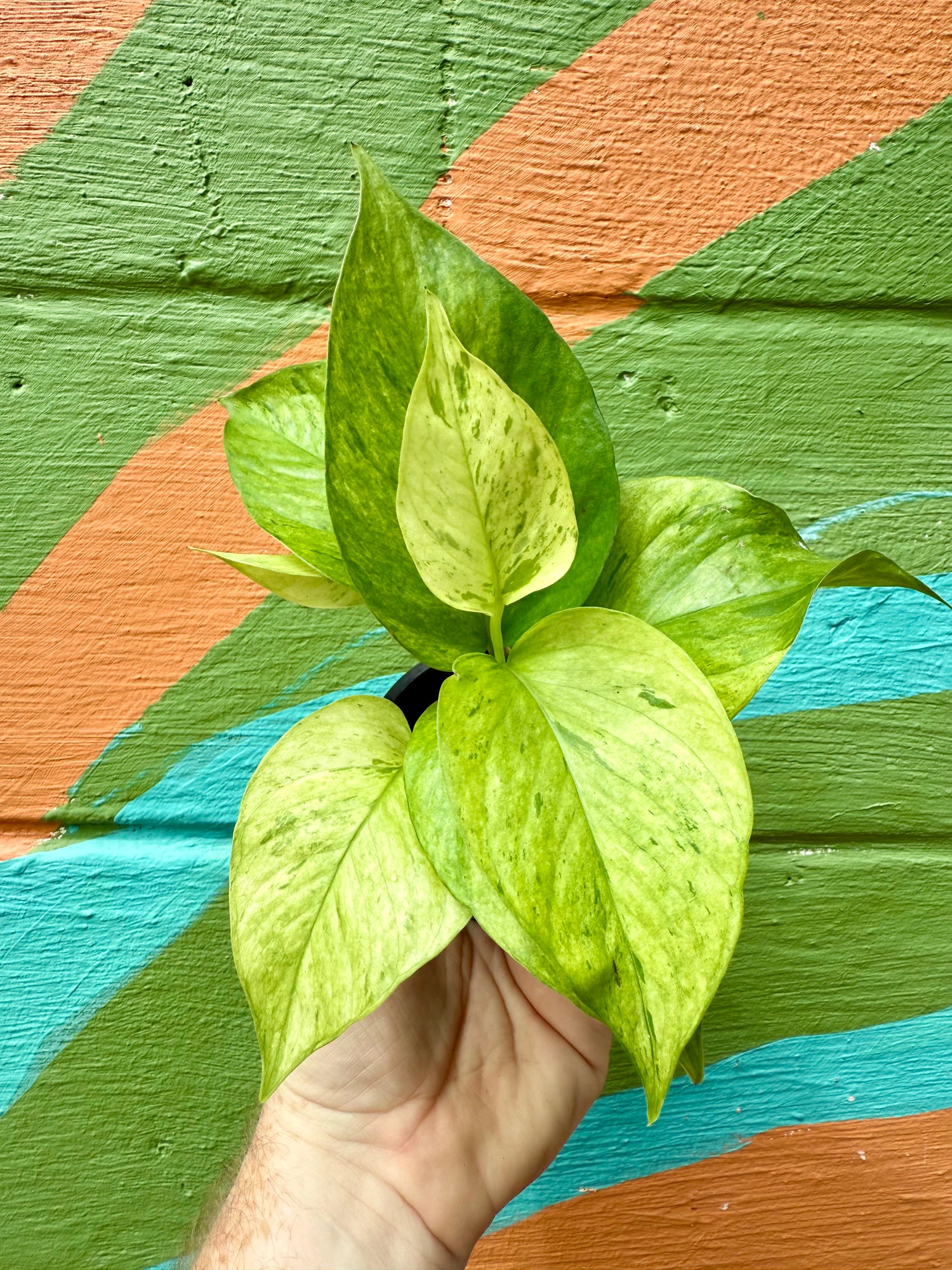 jenessa pothos 3" Pothos ‘Jessenia’