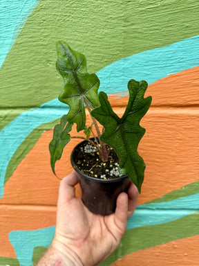 4” Alocasia ‘Jacklyn’ - Canopy Plant Co.