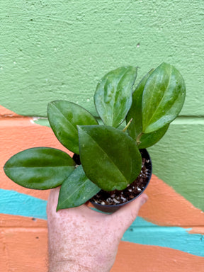 4" Hoya patcharawalai (H. icensis) - Canopy Plant Co.