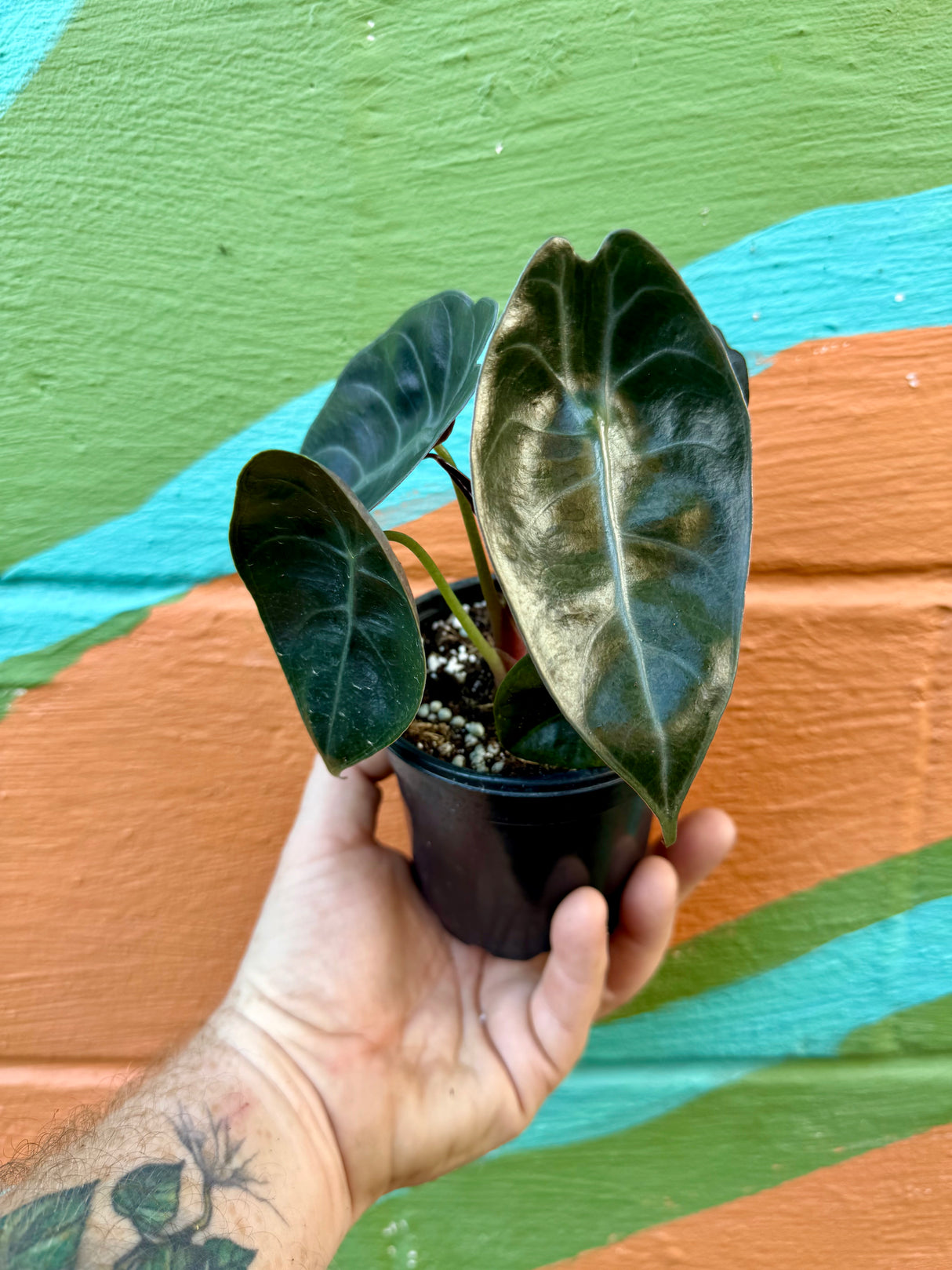 4" Alocasia 'Sedenii' (longiloba x cuprea) - Canopy Plant Co.
