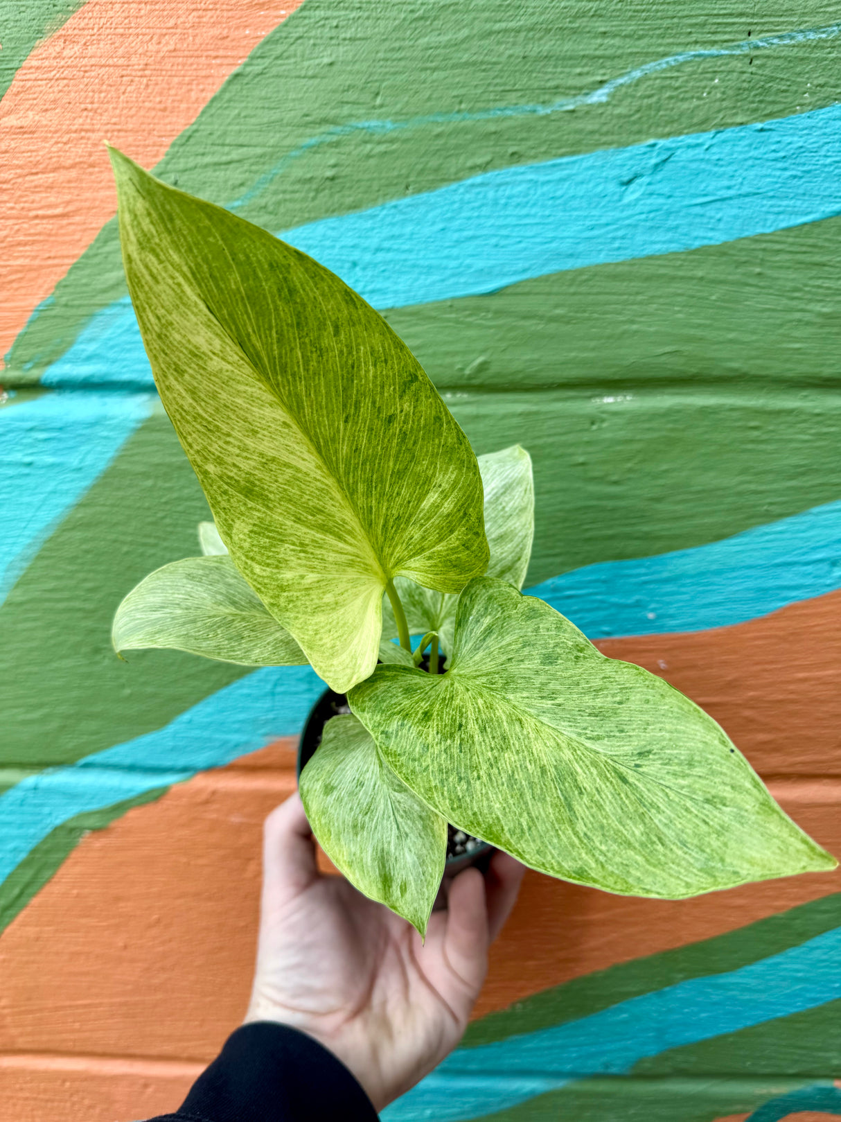 4” Homalomena sulcata 'Cream Frost Mint' - Canopy Plant Co.