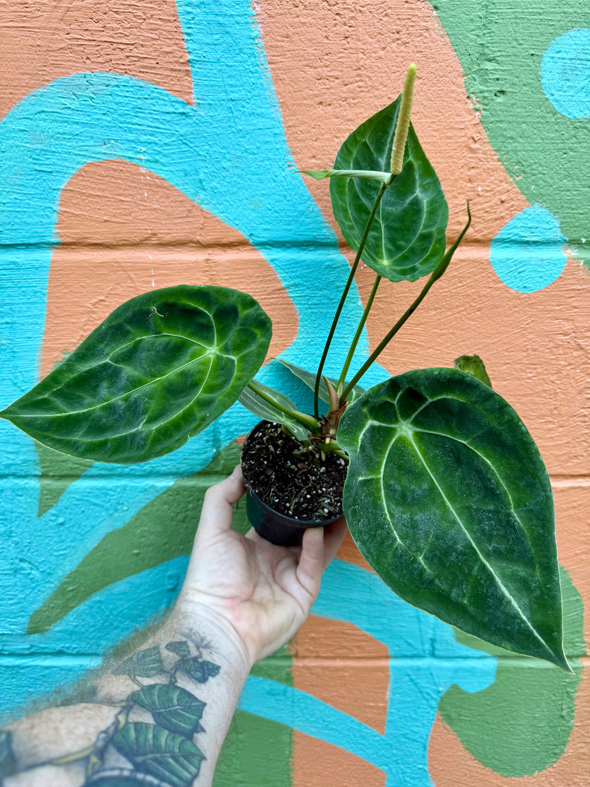 4" Anthurium forgetii