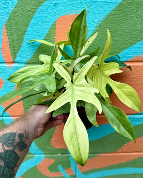 6” Philodendron 'Florida Ghost' - Canopy Plant Co.